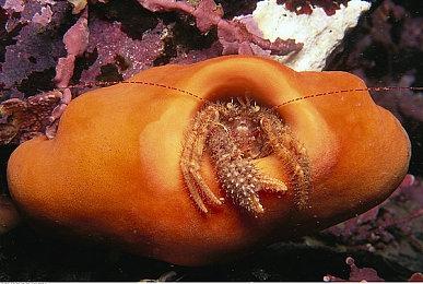 《绝地潜兵2》Steam页面上线 暂不支持中文