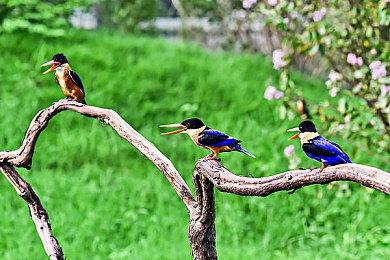 《inZOI》即将发布：吃鸡开发公司做的模拟人生游戏！支持NVIDIA ACE技术